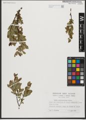 Foto von Salix waldsteiniana Willd.